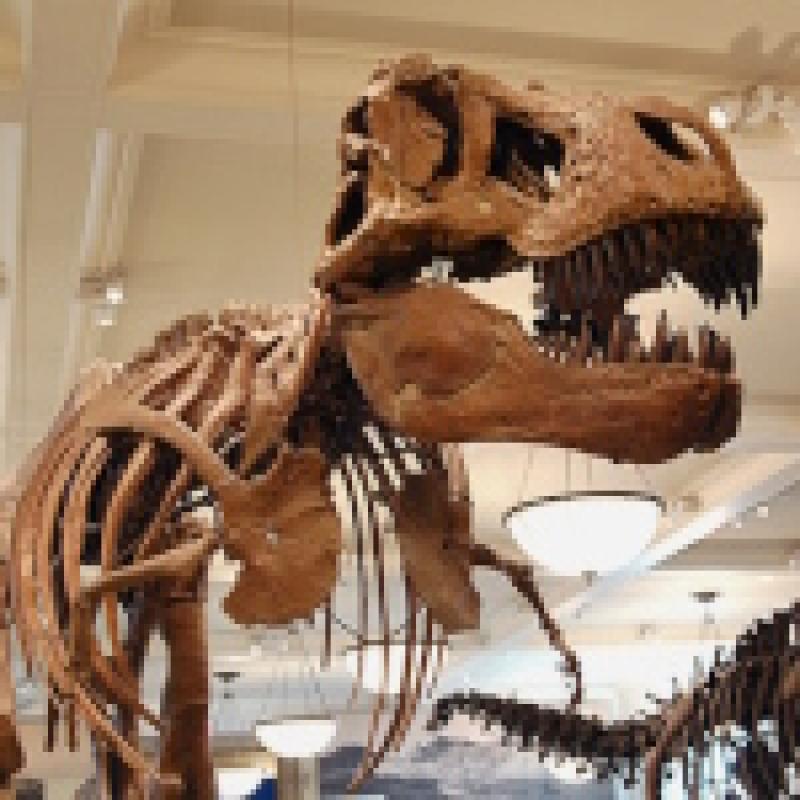 L'extinció dels dinosaures
